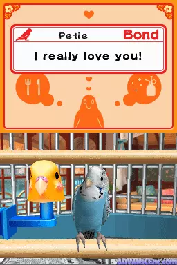 Image n° 3 - screenshots : My Pet Parrot